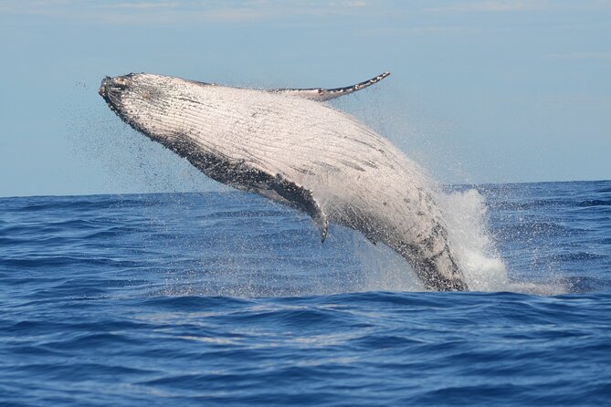 1.5-Hour Guided Whale Watching Tour - Key Highlights You’ll Actually Feel On The Water