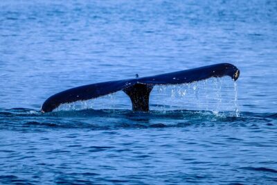 1.5-Hour Guided Whale Watching Tour - North Shore Stop: Surf Warnings, Pipeline Energy, and Wildlife Hotspots