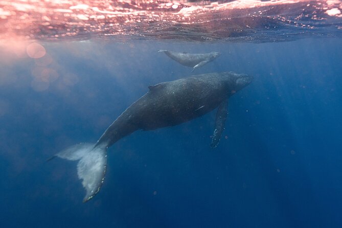 1.5-Hour Guided Whale Watching Tour - What the Boat Feels Like: Speed, Seats, and Motion-Sickness Reality