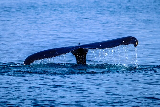 1.5-Hour Guided Whale Watching Tour - North Shore Stop: Surf Warnings, Pipeline Energy, and Wildlife Hotspots