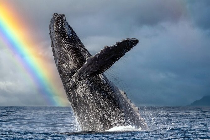 1.5 Hour Waikiki Whale Watching with E Sea Diver (Shuttle Option) - Key Things I’d Zoom In On
