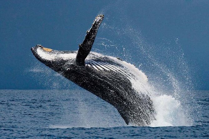 1.5 Hour Waikiki Whale Watching with E Sea Diver (Shuttle Option) - Ala Moana Departure: Simple Logistics, Real Ocean Vibes