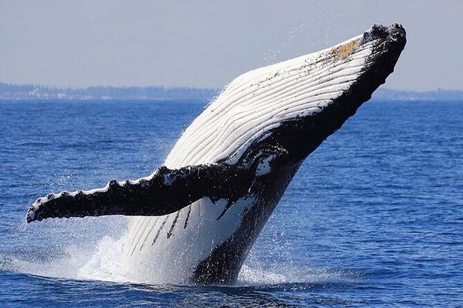 1.5 Hour Waikiki Whale Watching with E Sea Diver (Shuttle Option) - Price and Extras: Is $29 Worth It?