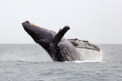 1.5 Hour Waikiki Whale Watching with E Sea Diver (Shuttle Option) - What Happens in 90 Minutes: The Whale-Spotting Cruise Flow