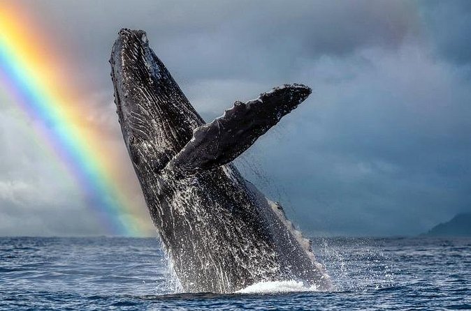 1.5 Hour Waikiki Whale Watching with E Sea Diver (Shuttle Option) - Comfort, Timing, and a Few Small Moves That Matter