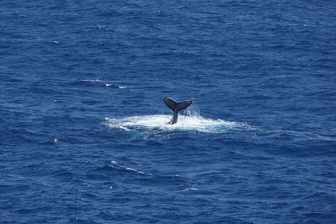 1.5 Hour Waikiki Whale Watching with E Sea Diver (Shuttle Option) - Who This Cruise Suits Best (and Who Might Be Happier Elsewhere)