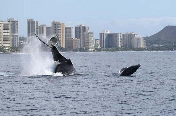 1.5 Hour Waikiki Whale Watching with E Sea Diver (Shuttle Option) - Should You Book This E Sea Diver Whale Watch?
