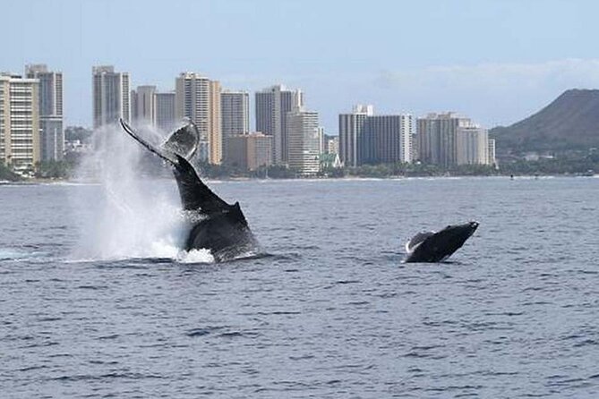 1.5 Hour Waikiki Whale Watching with E Sea Diver (Shuttle Option) - FAQ