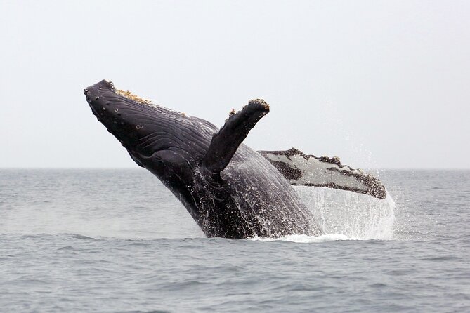 1.5 Hour Waikiki Whale Watching with E Sea Diver (Shuttle Option) - What Happens in 90 Minutes: The Whale-Spotting Cruise Flow