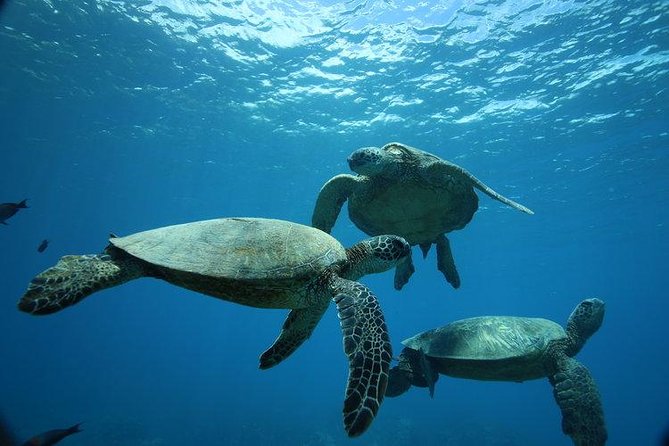 12pm Turtle Canyon Snorkel Adventure - Key takeaways before you book