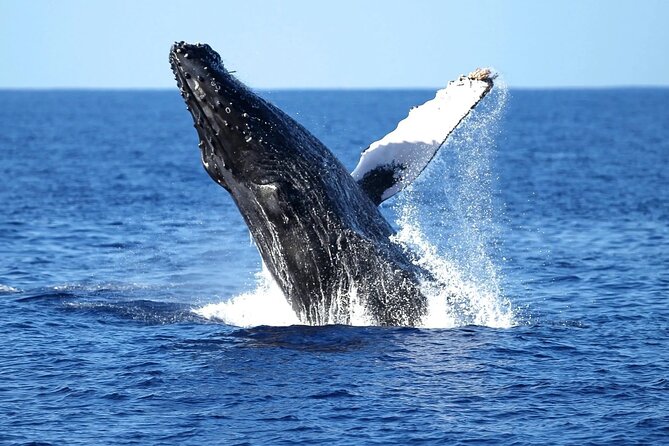 2 Hour Waikiki Whale Watching Cruise from Oahu - Why This 2-Hour Waikiki Whale Watch Feels Different From Shore