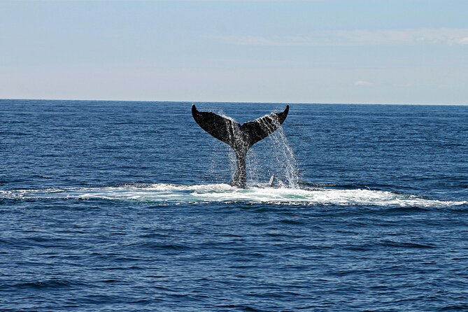 2 Hour Waikiki Whale Watching Cruise from Oahu - Who Should Book This Cruise (and Who Might Prefer Another Option)