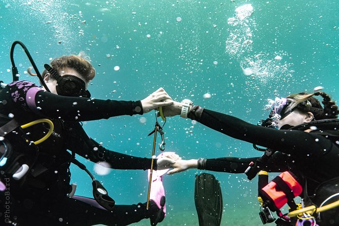 2 Tank Private SCUBA Party Diving Charter from Waikiki Hawaii - The plan on the water: two Oahu locations, flexible pace, big-animal odds