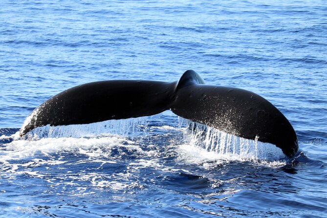 All-Inclusive Sunset Dolphin Watch and Snorkeling Cruise - Snorkeling in clear, warm water (and what you should bring)