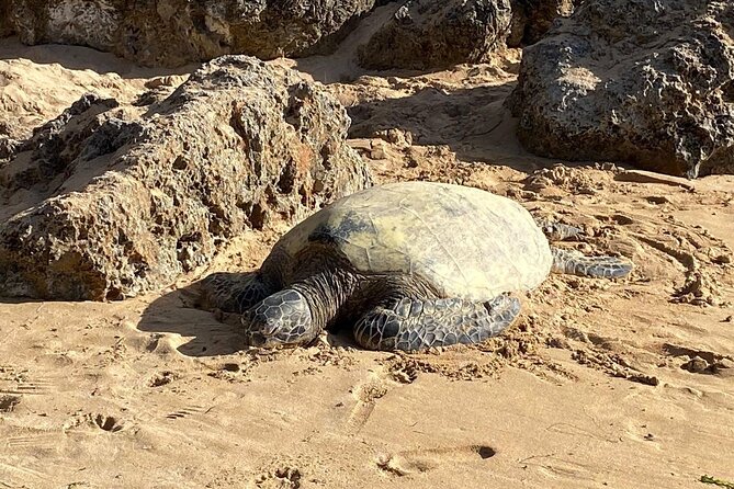 Beaches, Food & Aloha: Private Oahu Tour - Key points before you pick your day