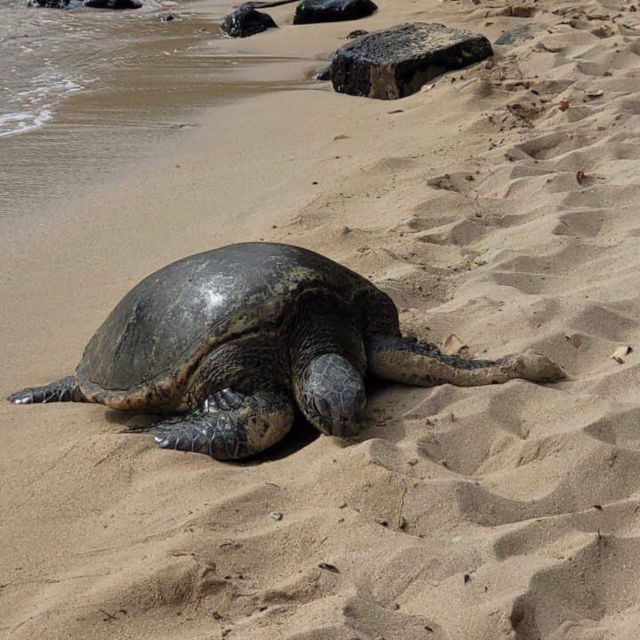 Best of Oahu in One Day - Sunset Beach, Waimea Beach, or Pipeline: picking the right moment
