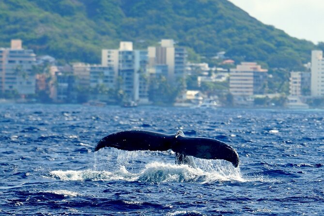 BYOB Sunset Cruise Waikiki - Timing and Weather: How to Think About “Good Weather Required”