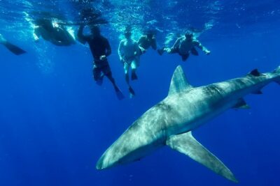 Cage-Free Shark Swim from Oahu - The small-group setup: safety + coaching that actually matters