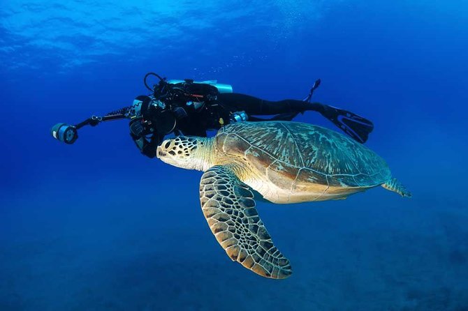 Certified Diver: 2-Tank Deep Wreck and Shallow Reef Dive Off Oahu - Crew skills that keep it smooth: gear checks, equalizing, and safety rhythm