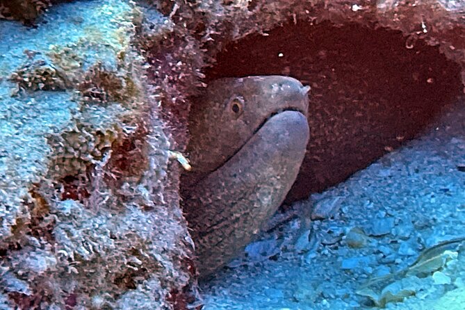 Certified Diver: 2-Tank Night Dive - Night Scuba Off Oahu: What You’re Really Paying For