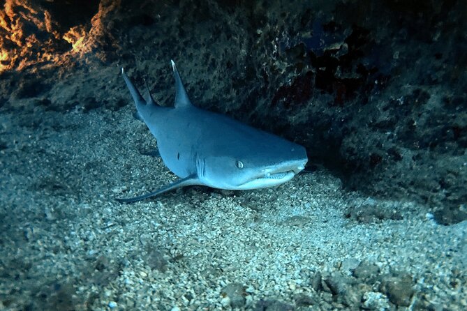 Certified Diver: 2-Tank Night Dive - Stop One: Sea Tiger Wreck Before Sunset (Creatures Start Waking Up)