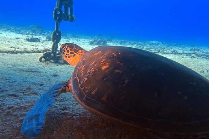 Certified Diver: 2-Tank Night Dive - Add-Ons: GoPro, Scooter, Nitrox, and Private Guidance