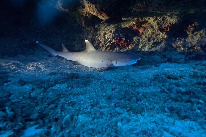 Certified Diver: 2-Tank Night Dive - The Timing Game: 5:30 pm Start and a Sunset Break