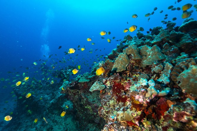 Certified Diver: 2-Tank Shallow Reef Dives off Oahu - The Real Value of 2 Tanks: Time, Depth, and Comfort