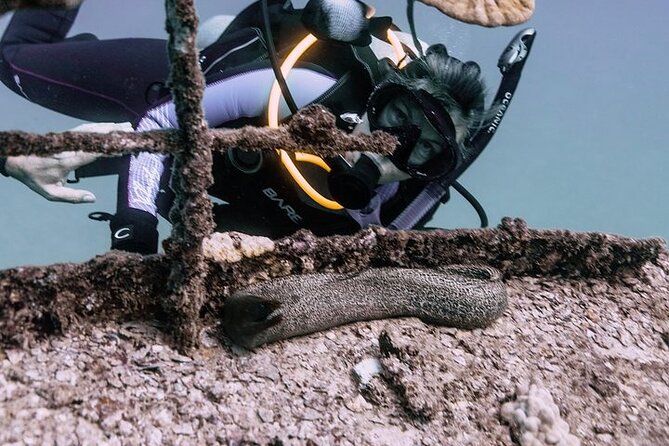 Certified Divers: Best 2-Tank Wrecks & Reef Boat Dive All Inclusive From Waikiki - Key highlights you’ll care about