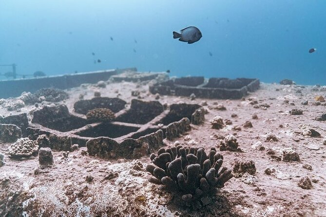 Certified Divers: Best 2-Tank Wrecks & Reef Boat Dive All Inclusive From Waikiki - Price and value: $259 for two sessions from Waikiki