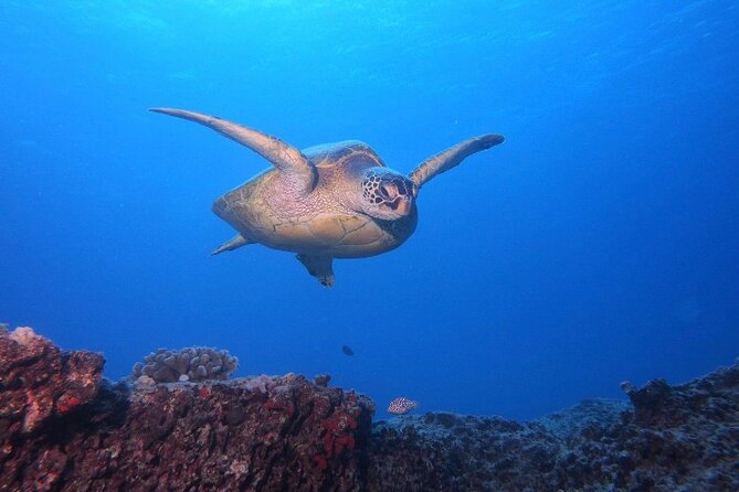 Certified Scuba Diving Along Two Shallow Reef Sites - Key Highlights You’ll Actually Feel On the Water