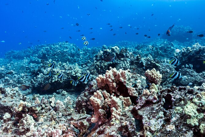 Certified Scuba Diving Along Two Shallow Reef Sites - Maunalua Bay and a 10:30 Start: The Easy-Win Location