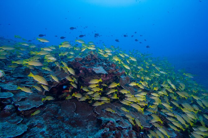 Certified Scuba Diving Along Two Shallow Reef Sites - Small Groups and Experience Splits: Who This Works For