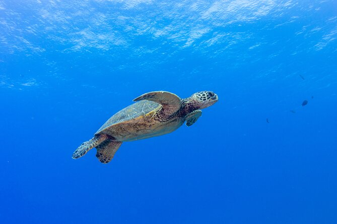 Certified Scuba Diving Along Two Shallow Reef Sites - Weather, Health, and the One Thing to Check Before You Go