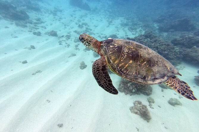 Certified Scuba Diving Experience in Honolulu - Key Highlights You’ll Actually Feel On This Charter