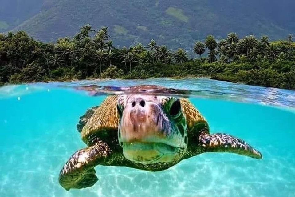 Circle Island: Swim with Turtles and Explore Paradise Oahu - Halona Blowhole: Watch Waves Do Their Thing