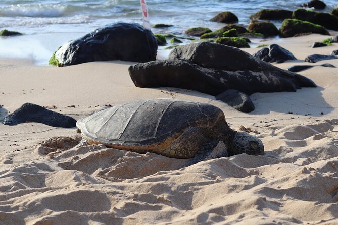Circle Island Tour with Snorkeling & Turtles - Key highlights worth knowing