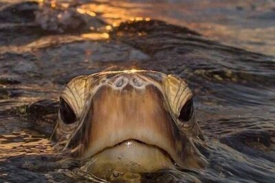 Circle Island tours - swim with turtles,Private & Small Group Tours - 9:00 am pickup in Honolulu and the first big choice: Diamond Head or Makapu’u