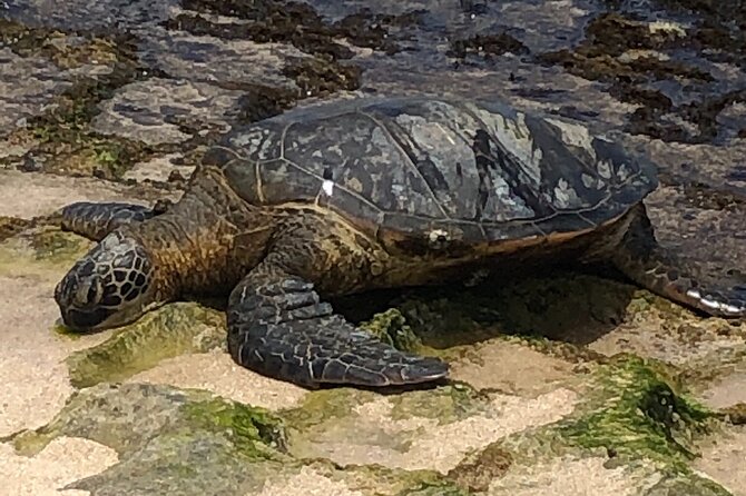 Circle Island tours - swim with turtles,Private & Small Group Tours - North Shore wildlife: sea turtles and monk seals from a safe distance