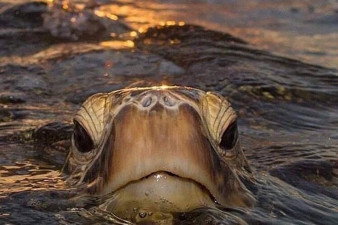 Circle Island tours - swim with turtles,Private & Small Group Tours - 9:00 am pickup in Honolulu and the first big choice: Diamond Head or Makapu’u