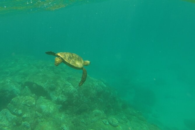 Clear Bottom Kayak - Guaranteed to see Turtles! - Snorkeling Stops: Getting a Closer Look Without Making It Hard
