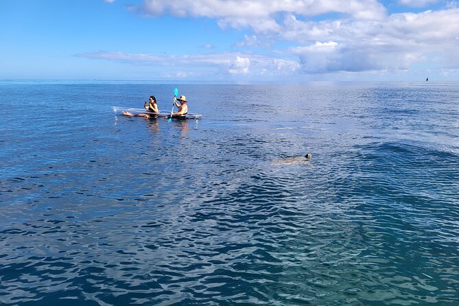 Clear Bottom Kayak - Guaranteed to see Turtles! - Who This Tour Suits Best on Oahu