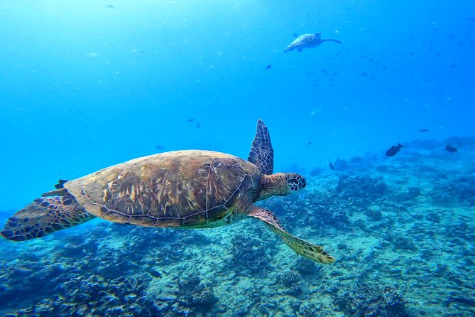 Deluxe Turtle Snorkeling Escapade at Waikiki - Key things to know before you go