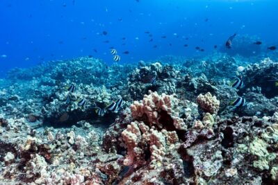 Discover Scuba Diving in Hawaii - Non certified divers! - Maunalua Bay Meet-Up and the Boat Ride to Your Training Area