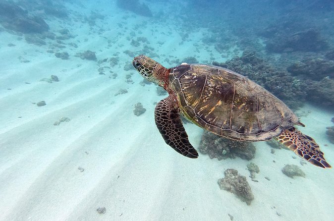 Discover Scuba Diving in Hawaii - Non certified divers! - Price and Value: Is $237.69 a Fair Deal?
