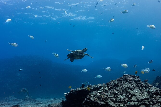 Discover Scuba Diving in Hawaii - Non certified divers! - Fitness, Medical Form, and Real-World Readiness