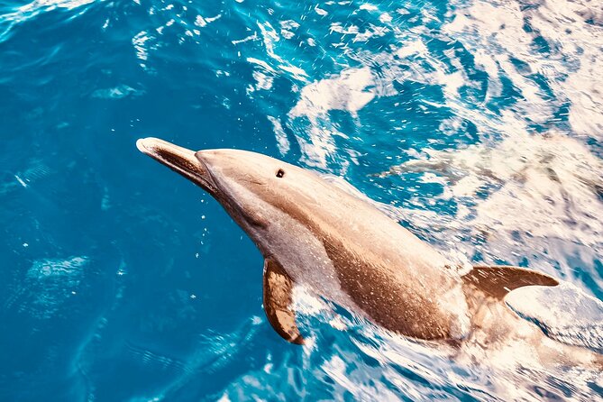 Dolphin Watching and Snorkeling on the West Coast of Oahu - Key things you’ll notice on this tour