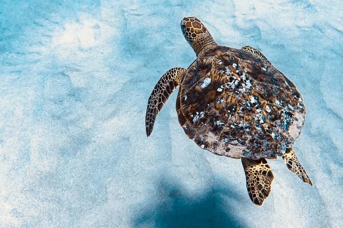 Dolphin Watching and Snorkeling on the West Coast of Oahu - West Oahu is where the ocean does most of the talking