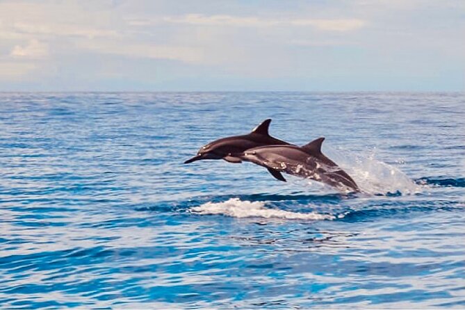 Dolphin Watching and Snorkeling on the West Coast of Oahu - The catamaran: stability, space, and real-world comfort