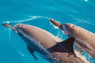 Dolphin Watching and Snorkeling on the West Coast of Oahu - How the 3-hour rhythm works: cruise, spot, snorkel